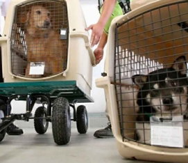 Transporte-do-animal-ate-o-aeroporto-768x539.jpg